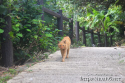 集落の道にいた野良猫-大神島