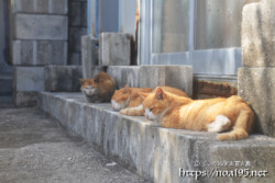 民家の庭先でお昼寝中の猫たち-大神島