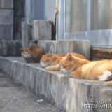 民家の庭先でお昼寝中の猫たち-大神島