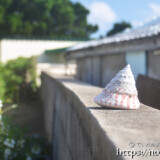 民家の塀に飾られたタカセ貝-大神島