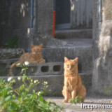 民家の庭先にいた猫たち-大神島