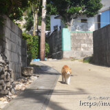集落の道にいた野良猫-大神島