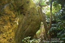 琉球石灰岩の岩から垂れ下がるガジュマルの根-大神島