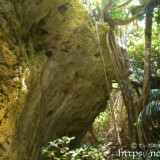 琉球石灰岩の岩から垂れ下がるガジュマルの根-大神島