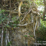 岩に絡みつくガジュマルの根-大神島