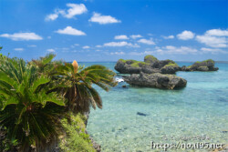 奇岩とソテツの花-大神島