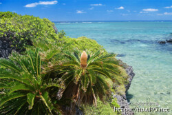 奇岩の上に咲くソテツの花-大神島