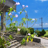コミュニティーセンター前の木立朝顔-大神島