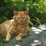 集落の道にいた野良猫-大神島