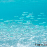 目の前を横切る小魚の群れ-来間島猫の舌ビーチ