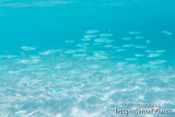 目の前を横切る小魚の群れ-来間島猫の舌ビーチ