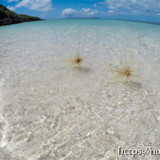 波間を漂うツキイゲ-来間島猫の舌ビーチ