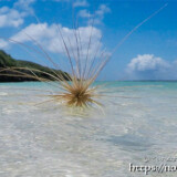 波間を漂うツキイゲ-来間島猫の舌ビーチ