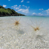 波間を漂うツキイゲ-来間島猫の舌ビーチ