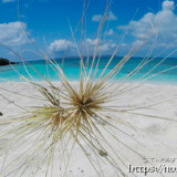 生き物のような走りを見せる「ツキイゲ」