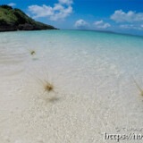 波間を漂うツキイゲ-来間島猫の舌ビーチ
