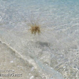 波に翻弄されるツキイゲ-来間島猫の舌ビーチ