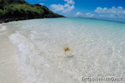波に翻弄されるツキイゲ-来間島猫の舌ビーチ