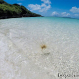 波に翻弄されるツキイゲ-来間島猫の舌ビーチ