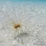 波間を漂うツキイゲ-来間島猫の舌ビーチ