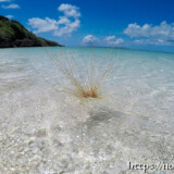 波間を漂うツキイゲ-来間島猫の舌ビーチ