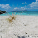 スタンバイする「ツキイゲ」-来間島猫の舌ビーチ