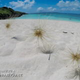 ビーチを転がる「ツキイゲ」-来間島猫の舌ビーチ
