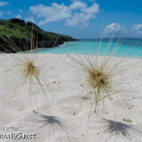 スタンバイする「ツキイゲ」-来間島猫の舌ビーチ