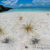 ビーチを転がる「ツキイゲ」-来間島猫の舌ビーチ