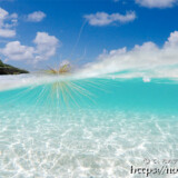 波間を漂うツキイゲ-来間島猫の舌ビーチ