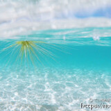 水中を漂うツキイゲ-来間島猫の舌ビーチ