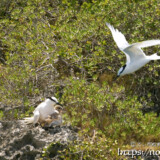 ヒナにエサを運ぶ親鳥-夏の渡り鳥・アジサシ