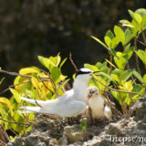 ヒナと母鳥-夏の渡り鳥・アジサシ