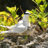 母鳥の翼の下に隠れるヒナ-夏の渡り鳥・アジサシ