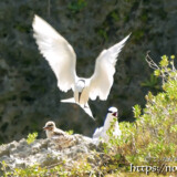 ヒナにエサを運ぶ親鳥-夏の渡り鳥・アジサシ