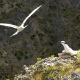 エサを待つヒナと母鳥-夏の渡り鳥・アジサシ