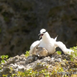 ヒナを守る母鳥-夏の渡り鳥・アジサシ