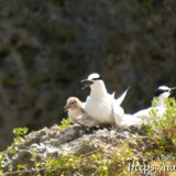 エサを待つヒナと母鳥-夏の渡り鳥・アジサシ