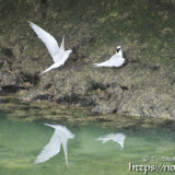 水辺のペア-夏の渡り鳥・アジサシ