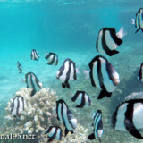 ミスジリュウキュウスズメダイの群れ