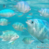 目の前をうろつくオヤビッチャ-シギラビーチ