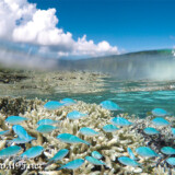 サンゴの周りを漂うソラスズメダイの群れ-シギラビーチ