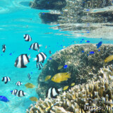 ミスジリュウキュウスズメとルリスズメの群れ-シギラビーチ