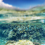 サンゴとソラスズメダイの群れ-シギラビーチ
