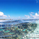 透き通った海面から見るサンゴと魚たち-シギラビーチ