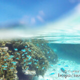 ソラスズメダイの群れ-シギラビーチ