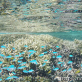 ソラスズメダイの群れ-シギラビーチ