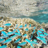 ソラスズメダイの群れ-シギラビーチ