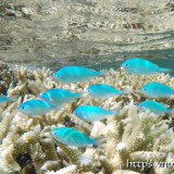 きれいな青色のソラスズメダイ-シギラビーチ