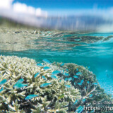 サンゴとソラスズメダイの群れ-シギラビーチ